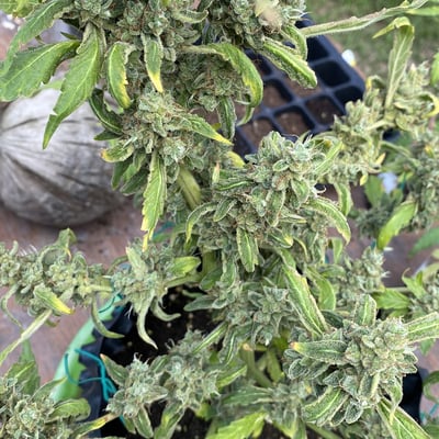 Weed Shop product image