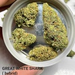 Great White Shark