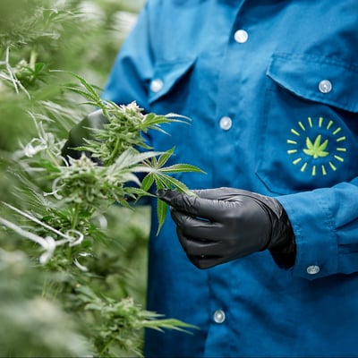 Solar Farm Thailand (Cannabis Wholesaler) product image