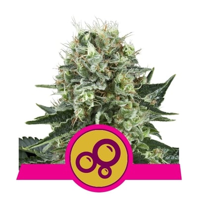 Bubble Kush Feminized