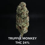 TRUFFLE MONKEY
