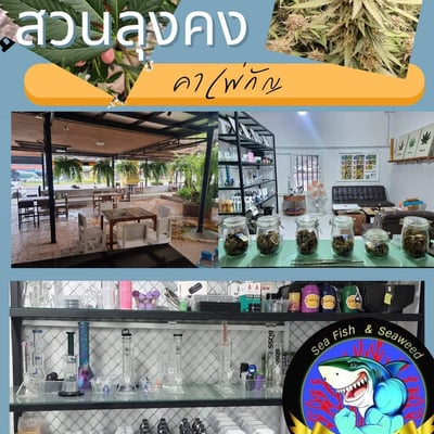 ร้าน สวนลุงคง สาขาราชบุรี product image