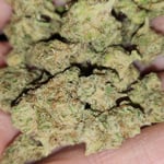 Fat Buds Weed Shop On Nut