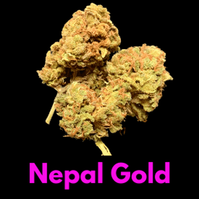 Nepal Gold