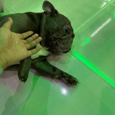 Chefmoo Cannabis Shop product image