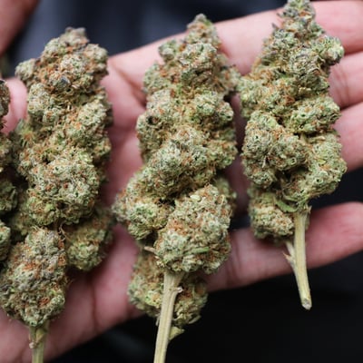 Royyim Cannabis Store Songkhla(ร้านติดถนนใหญ่...จอดรถง่าย)(มีบริการจัดส่ง) product image