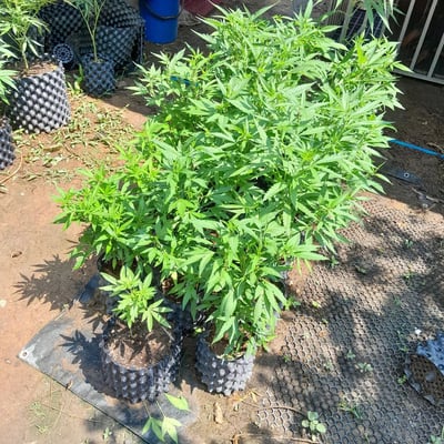 The Chef Grower & Cannabis store product image
