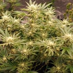 MY HOME GROWER ( กัญชา, Cannabis, Weed, Hemp, THC, CBD, Ganja )