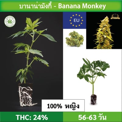 Cannabis cuttings (clone) Banana Monkey