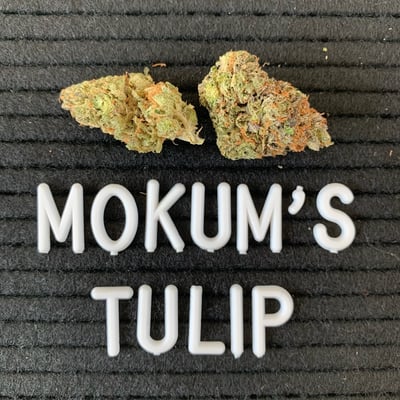 Mokum's Tulip