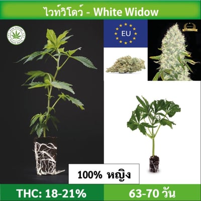 Cannabis cutting (clone) White Widow