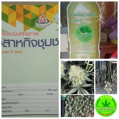 Maysapafin Cannabis 420 shop