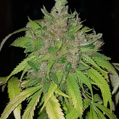 Tropical Cannabis cafe product image