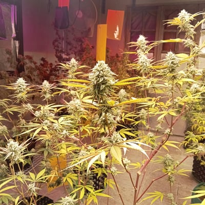 Loma OrganixX Premium Cannabis Shop product image