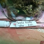 Purple Rints Sativa 
