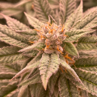 CANNAZON cannabis farm & weed dispensary product image