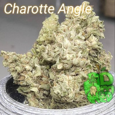 Charlotte Angel