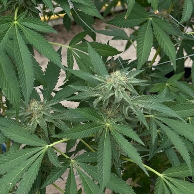 Lollipop Cannabis Farm product image