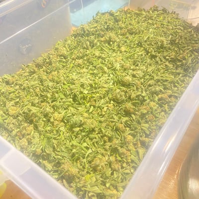 Ganja Goats - Nang Rong product image