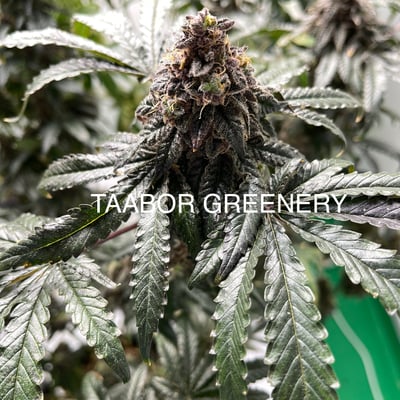 Tha Bo Greenery Ganja Farm product image