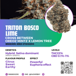Triton Biscotto Lime (seed stockers)