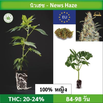 Cannabis cutting (clone) News Haze