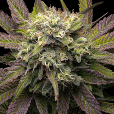 Top Strain 3