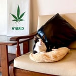 Lab House Greenery - Cannabis, Marijuana & Weed Dispensary (ร้านกัญชา)