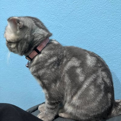 ร้านกัญชา Gusto Cannabis Shop product image