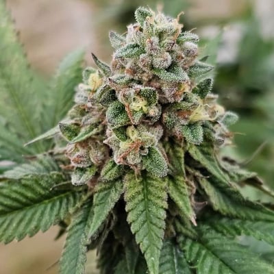 Vega tech-Cannabis product image