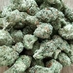 จอยกัญ Cannabis sikhio