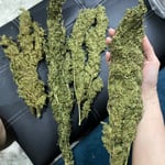 The hight sweet Cannabis กัญชาall นนทบุรี