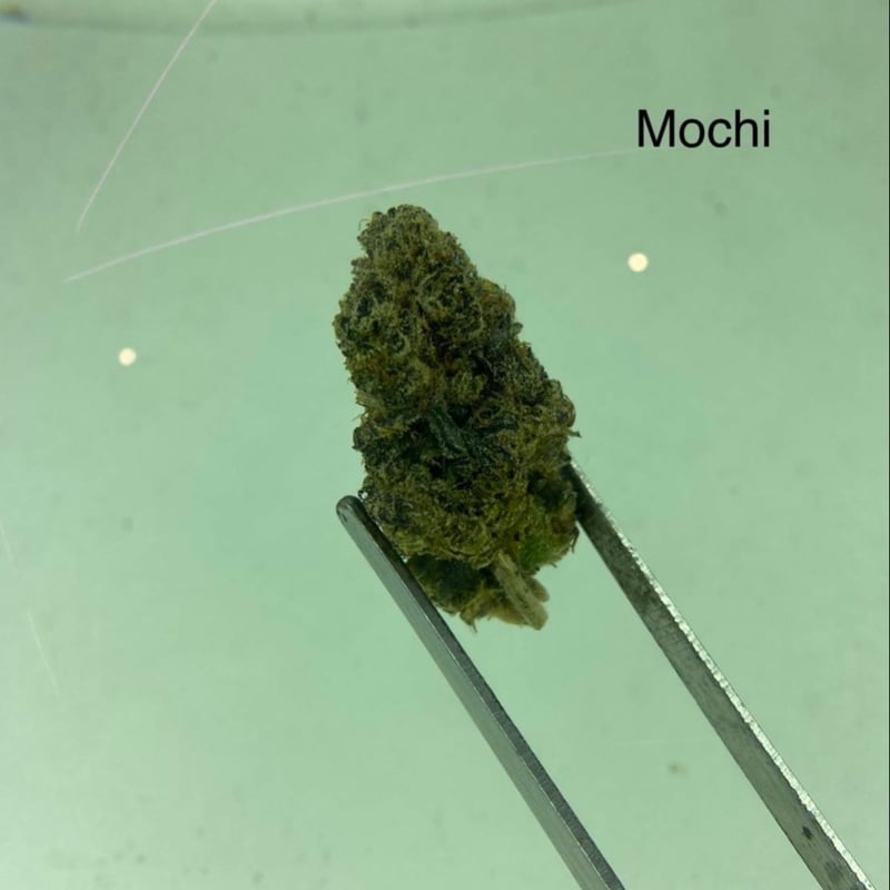 Mochi Cannabis Flower at Roll with it Cannabis Shop in Songkhla Weed