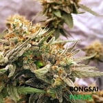 Bongsai Shop: Medical Cannabis Dispensary (Weed)