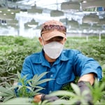 Solar Farm Thailand (Cannabis Wholesaler)