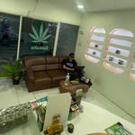 WeedU - Weed Shop Cannabis Dispensary 大麻 Marijuanas