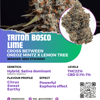 Triton Bosco lime 