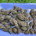 Greenleaf cannabis