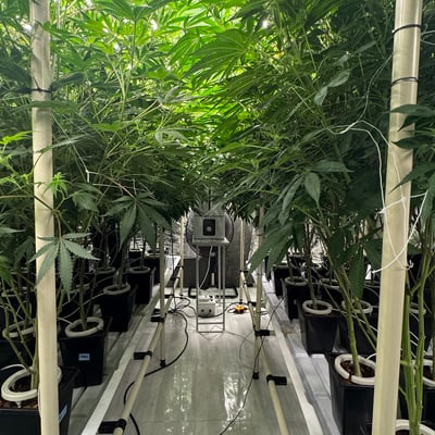 Greenlungs Cannabis store | Dispensary product image