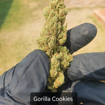 Gorilla Cookies 