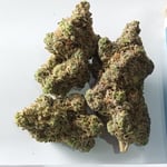 Jelly Breath s1