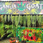 Ganja Goats - Buriram - Cannabis and Kratom