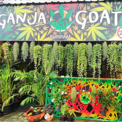 Ganja Goats - Buriram - Cannabis and Kratom product image