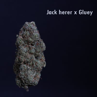 Jack Herrer x Gluey