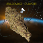 SUGAR CANE