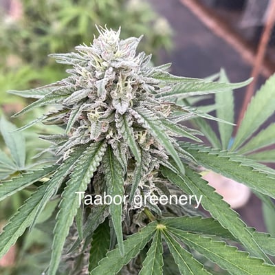 Tha Bo Greenery Ganja Farm product image