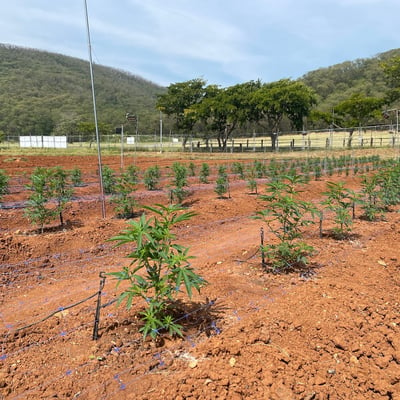 Slow Life Cannabis and Herb Farm product image