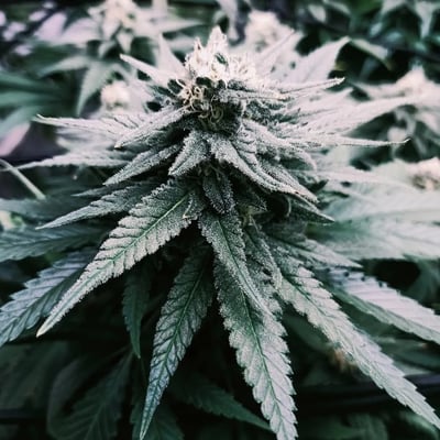 Mr.Green Cannabis Shop product image
