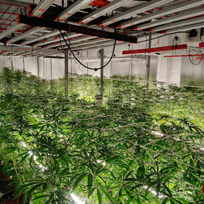 OH MY DOSE(weed shop) cannabis marijuana ganja product image