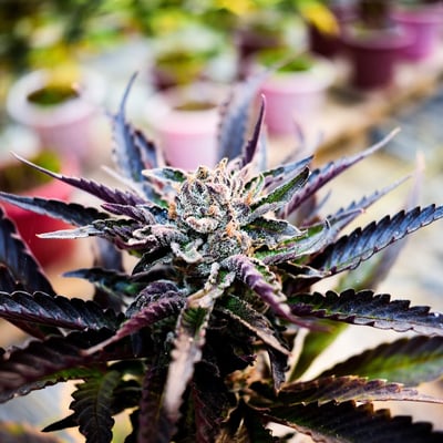 GunjaOutdoorChiangmai product image